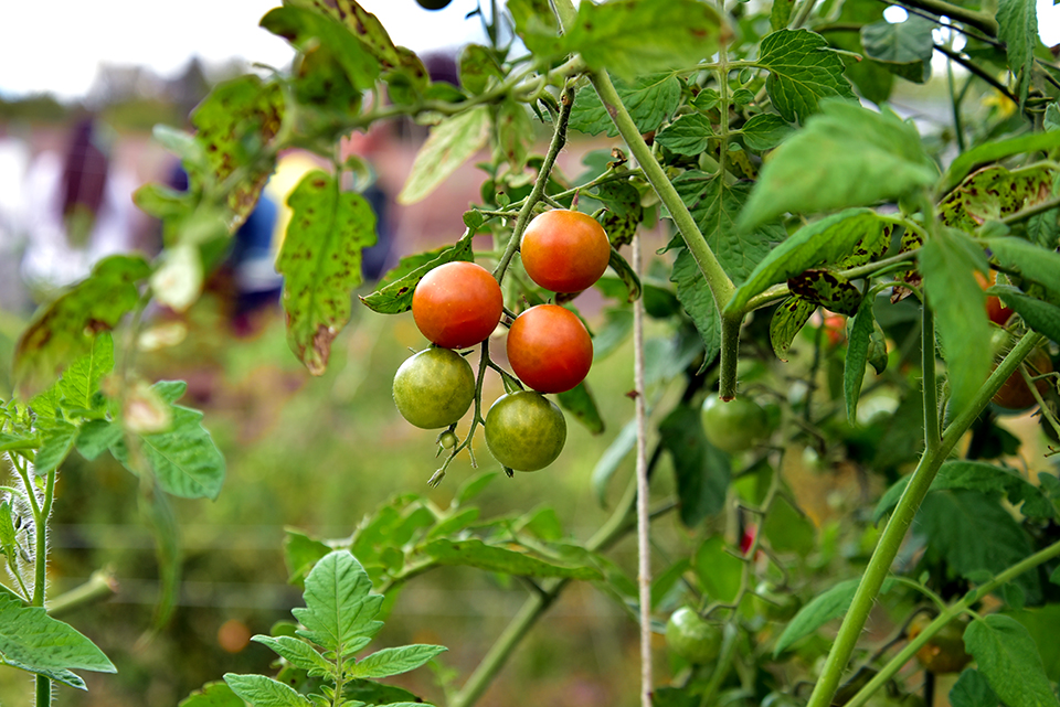Kedvesem Farm 18.jpg