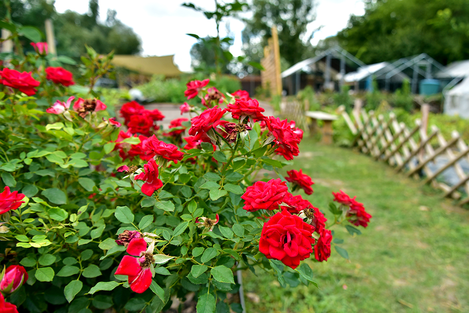 Kedvesem Farm 26.jpg