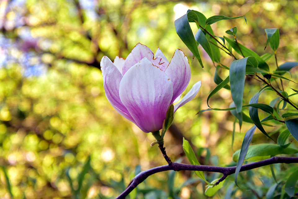 Sakura 20.jpg
