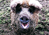mangalica 01 mini