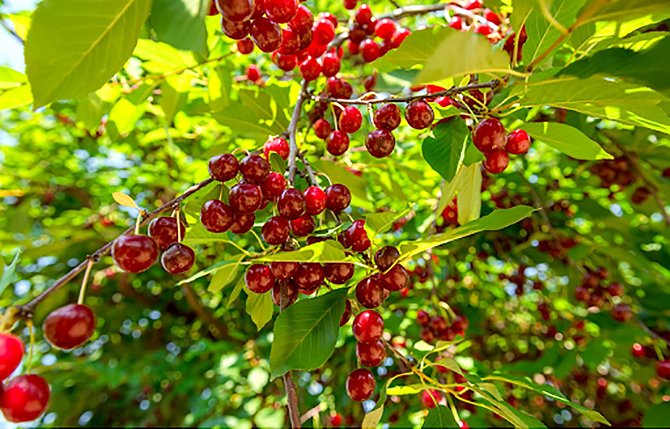 ujfehertoi furtos 02