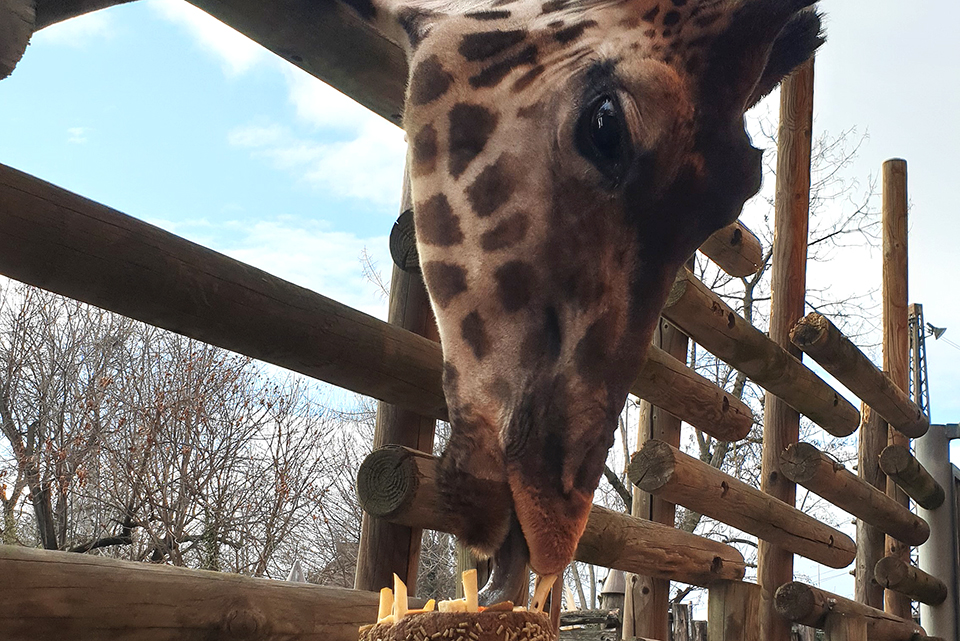 állatkerti torta 01