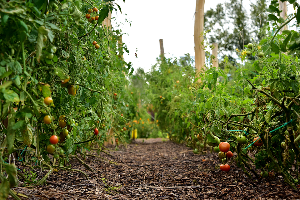 kedvesem farm 16