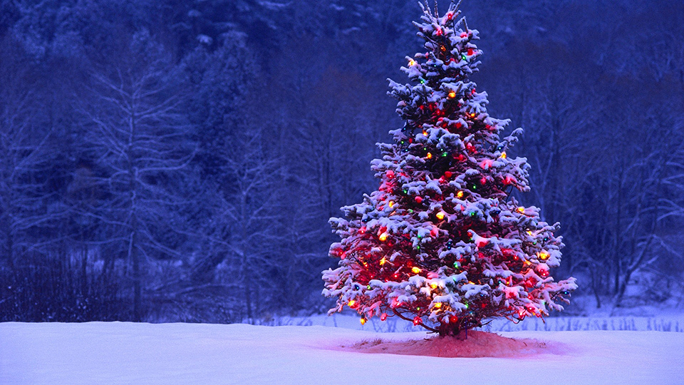 christmas tree kisebb