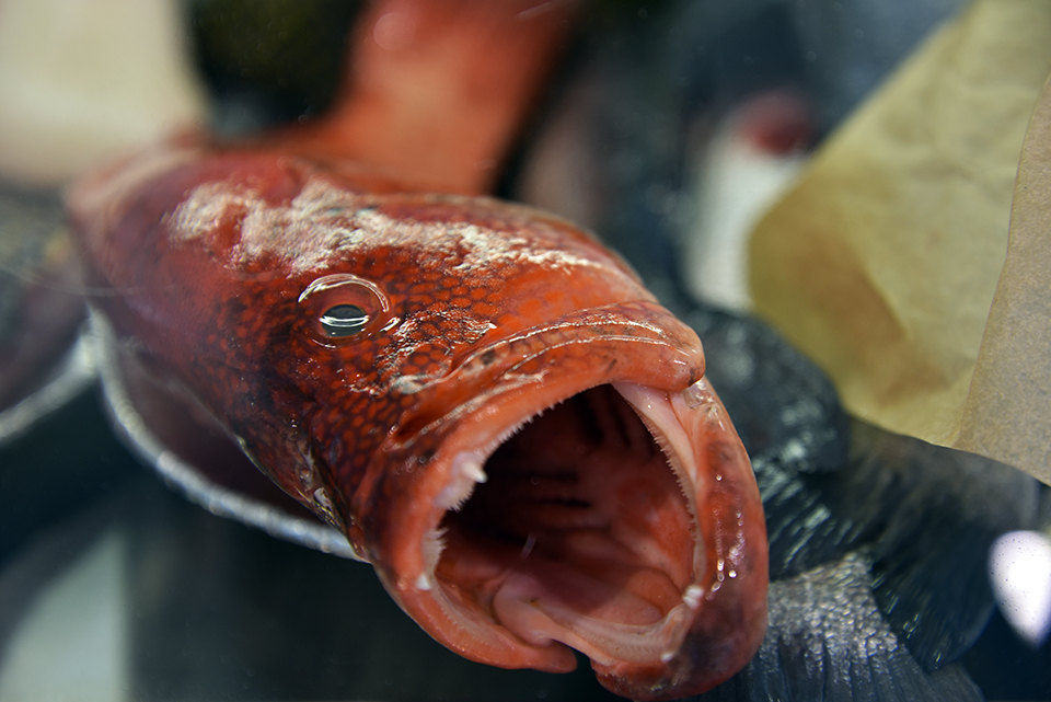 budaörsi halünnep 04