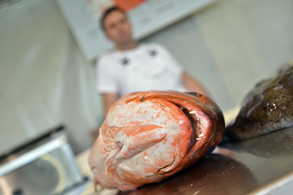 budaörsi halünnep 23